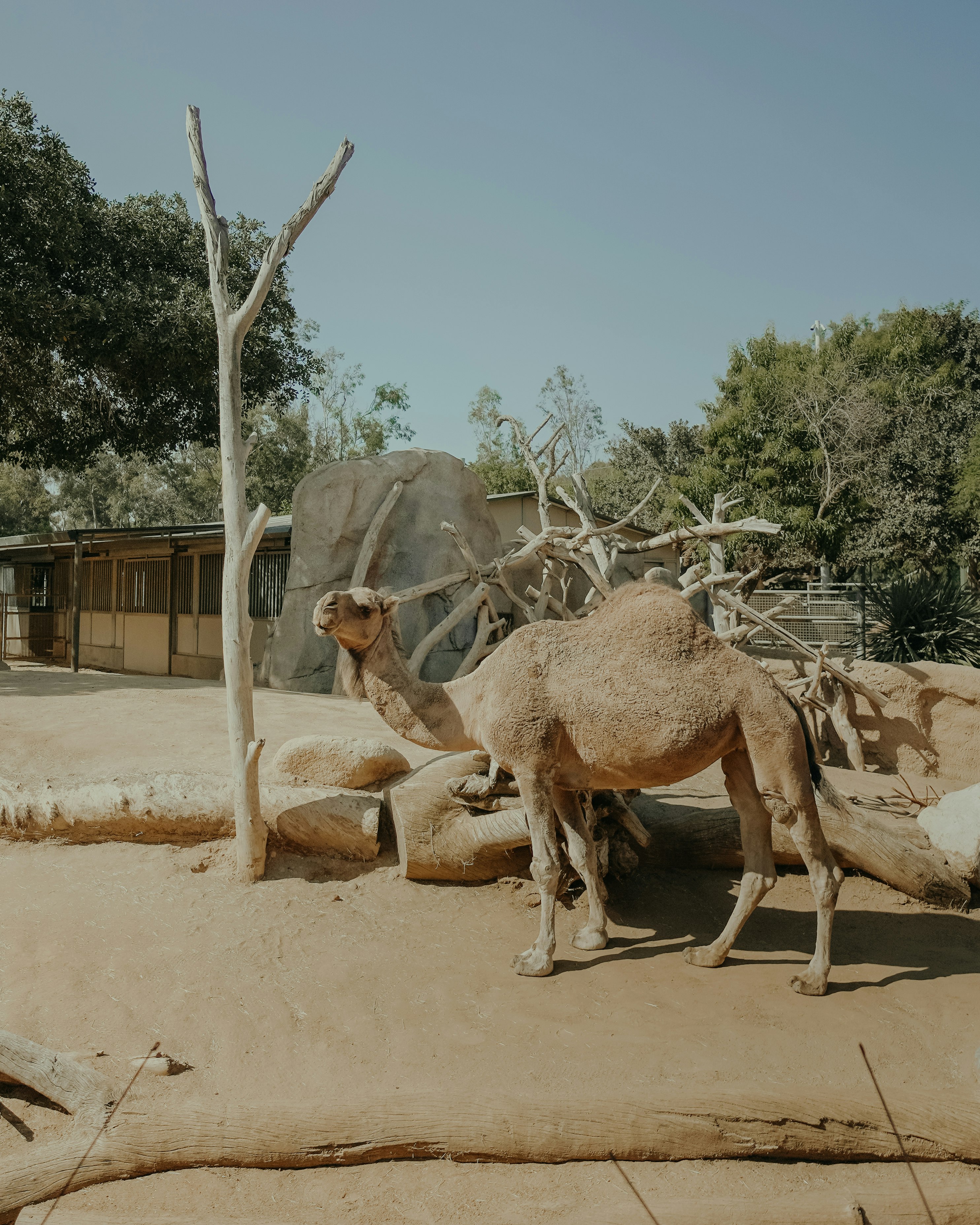 brown camel on brown sand during daytime